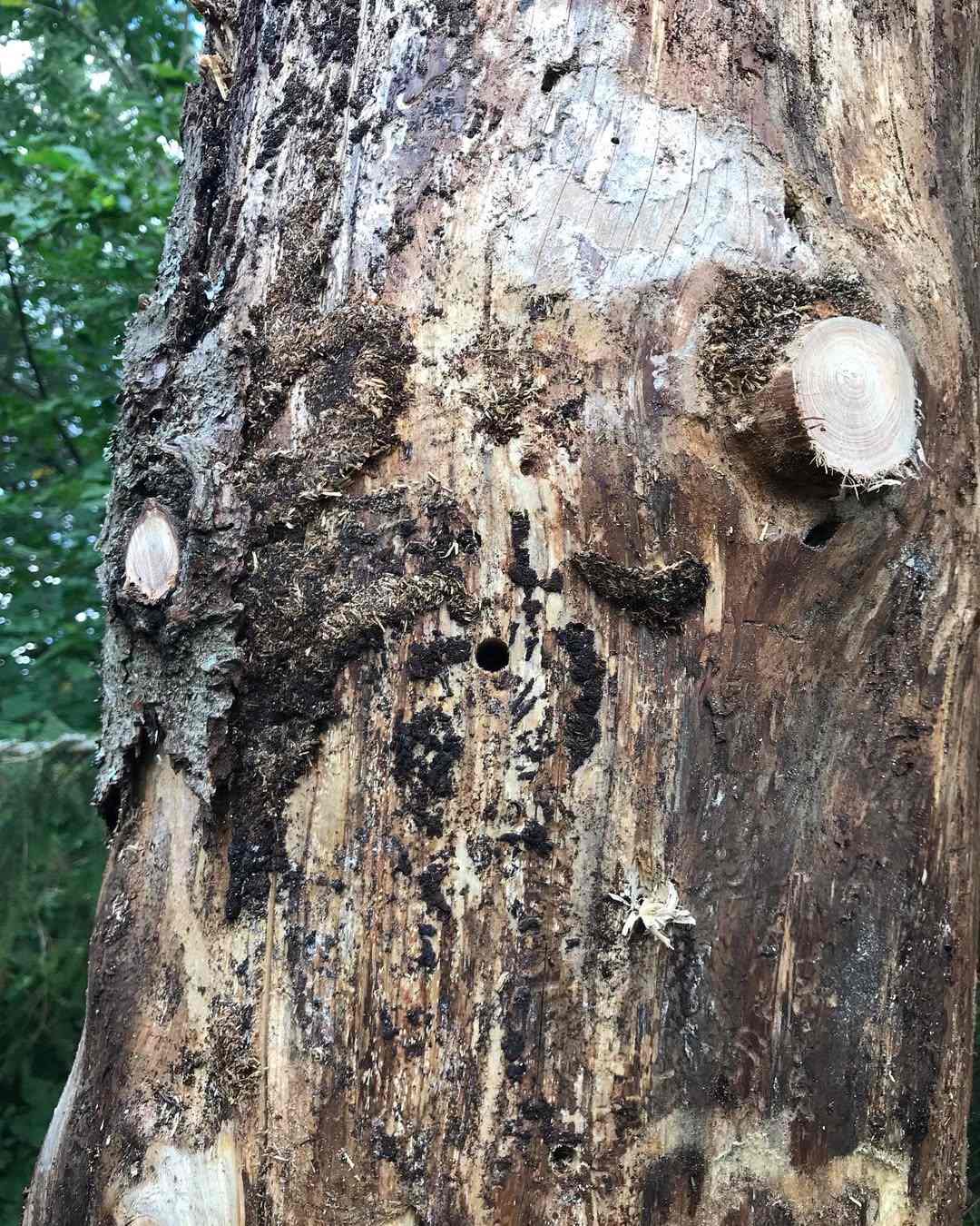 Kuiva kuuse langetamine 1