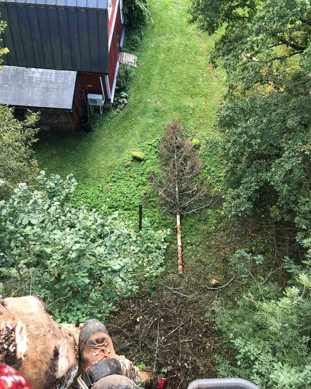 Kuiva kuuse langetamine 2