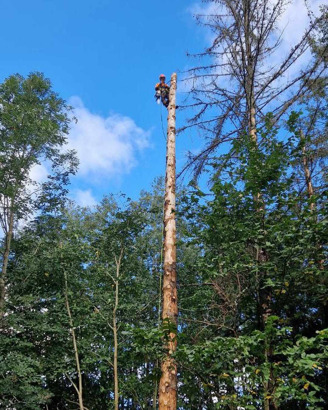 Kuiva kuuse langetamine 3