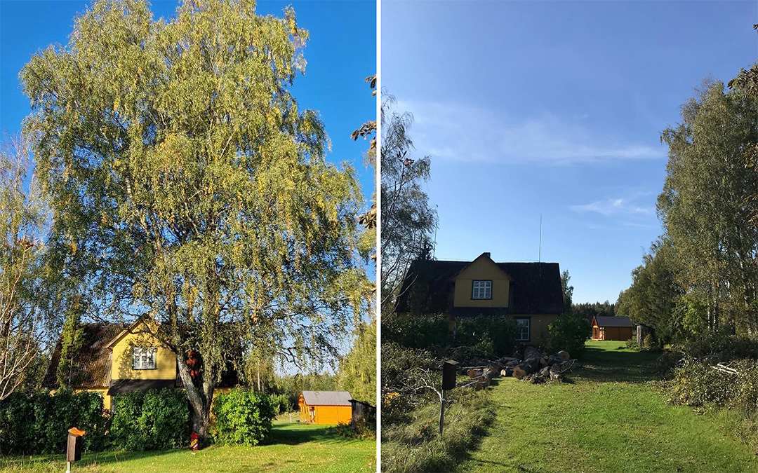 Suure kase langetamine