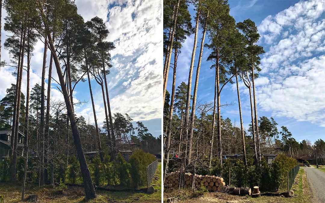 Suure männi langetamine 2