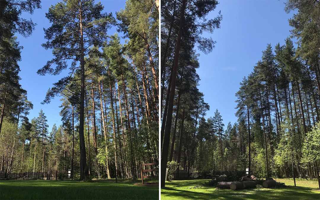 Suure männi langetamine