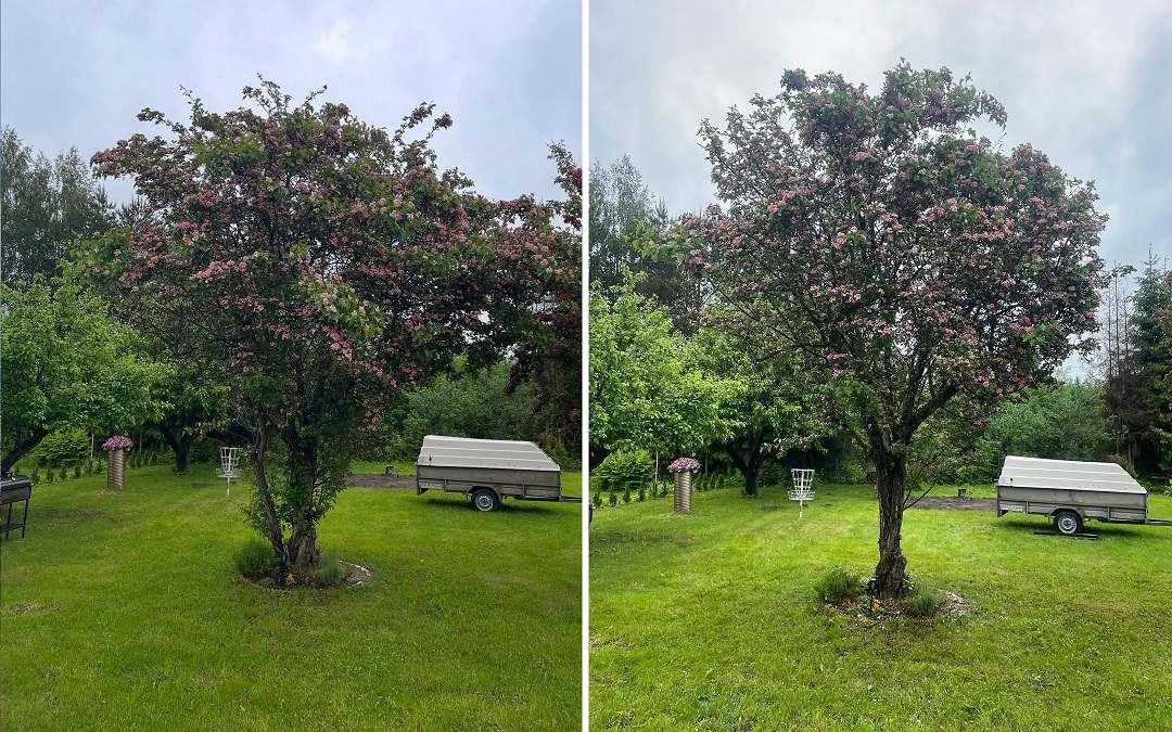 puu hoolduslõikus 1