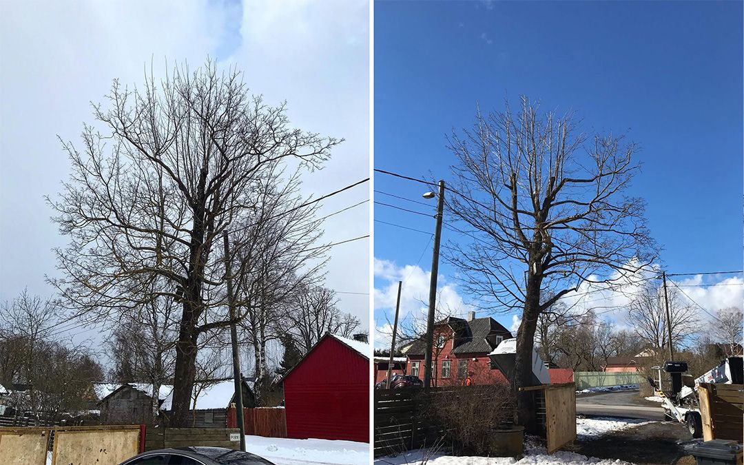 puu hoolduslõikus 2