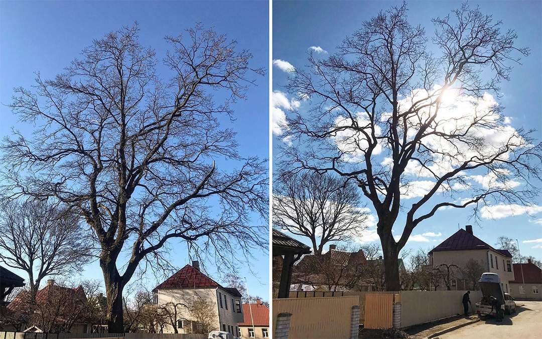 puu hoolduslõikus 3